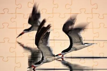 Animaladas jigsaw puzzle