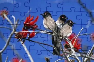 Animaladas jigsaw puzzle