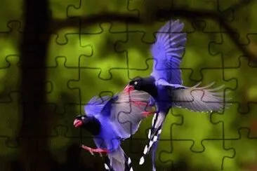 Animaladas jigsaw puzzle