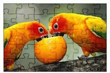 Animaladas jigsaw puzzle