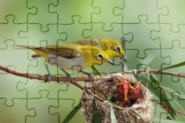 Animaladas