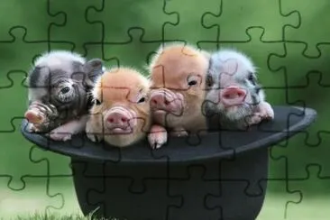 Animaladas