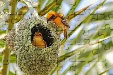Animaladas