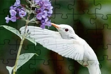 פאזל של Animaladas