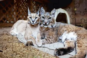 Animaladas