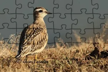 Animaladas jigsaw puzzle