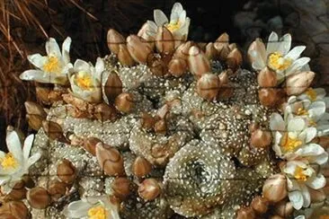 Blossfeldia - Cordillera Andina jigsaw puzzle