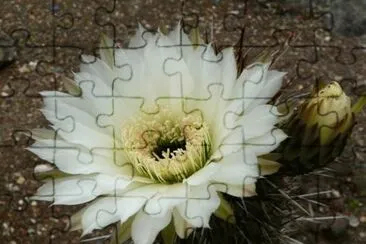 Flor de Cactus - Chile jigsaw puzzle