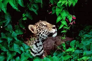 jaguar