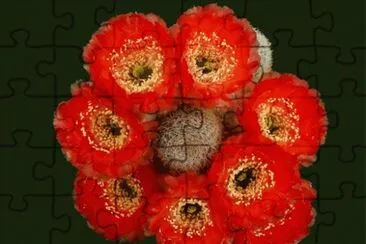 desert flower jigsaw puzzle