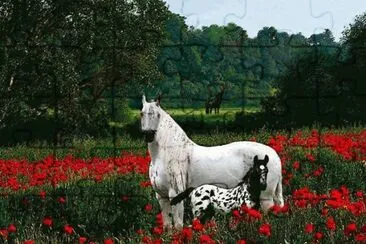 4 jigsaw puzzle