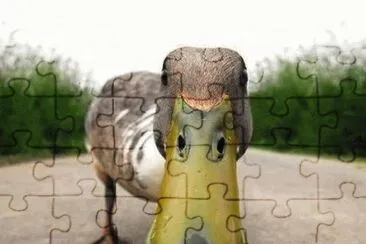 ANIMALES