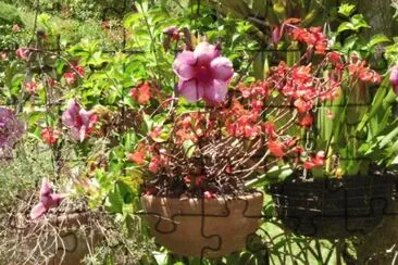 Flores