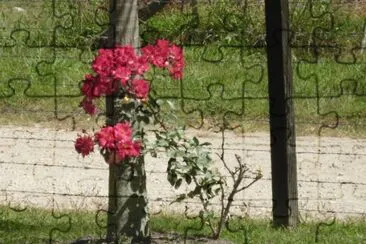 Rosas