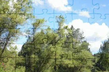 Arboles
