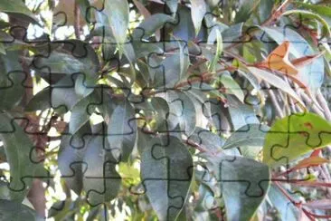 Hojas jigsaw puzzle