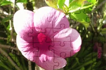 Flor Rosada