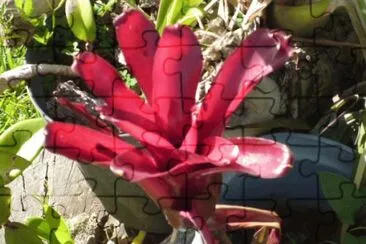 Flor Roja jigsaw puzzle