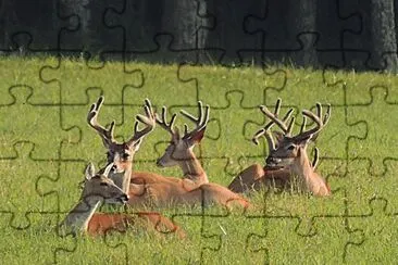 פאזל של Group of Bucks with a Doe