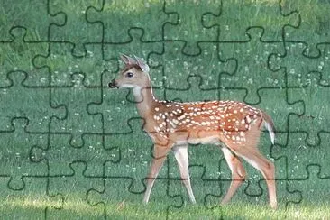 פאזל של A Fawn