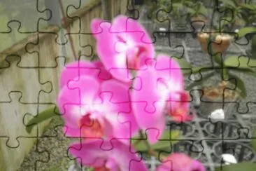 orquidea 2 jigsaw puzzle