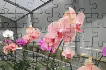orquidea 3 jigsaw puzzle