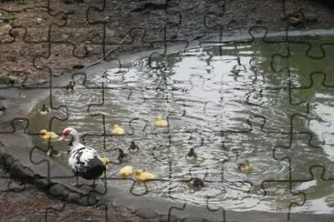 patitos jigsaw puzzle