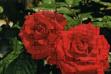 Roses