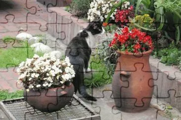 Azulita explorando jigsaw puzzle
