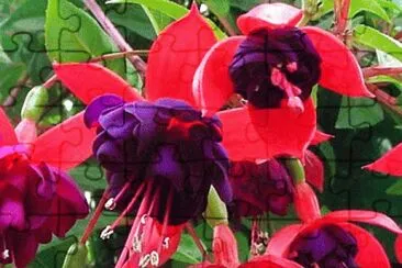 Dark Eyes Trailing Fuchsia jigsaw puzzle