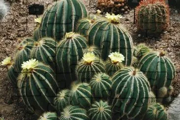 CACTUS jigsaw puzzle