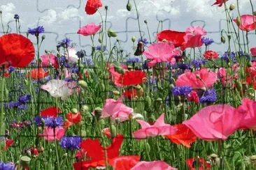 wildflowers jigsaw puzzle