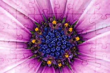 foto jigsaw puzzle
