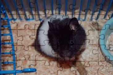 Hamster Panda