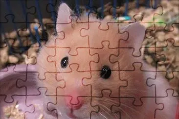 Hamster SÃ­rio