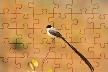 PÃ¡ssaro Tesourinha