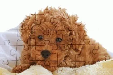 Poodle Toy