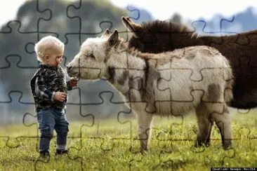 mini donkeys with child