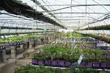 Greenhouse Perenials in Purple Planters