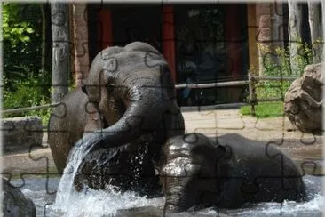 Elephants in the Pool