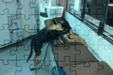 adoptalo