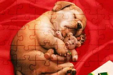 cachorro y su osito jigsaw puzzle