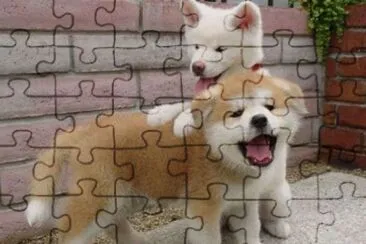 dos tiernos y adorables cachorros