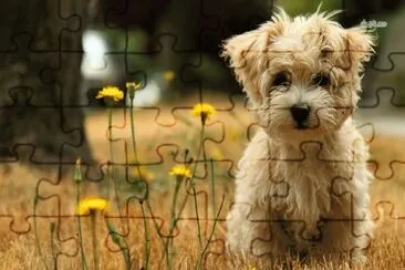 puppy