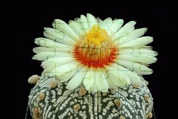 desert flower