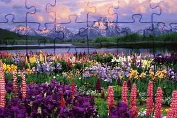 Western lupine jigsaw puzzle