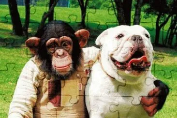 Macaco e cachorro