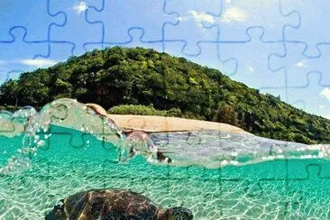 Tartaruga jigsaw puzzle