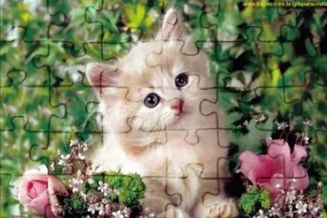 Gato jigsaw puzzle