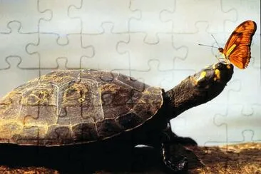 פאזל של Tartaruga